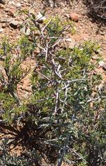 Gloveria integrifolia