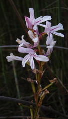 Disa gladioliflora gladioliflora