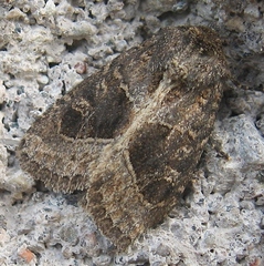 Oligia obtusa