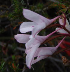 Disa gladioliflora gladioliflora