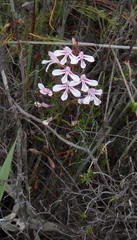 Disa gladioliflora gladioliflora