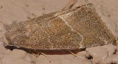Plagiomimicus spumosum