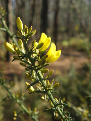Ulex australis