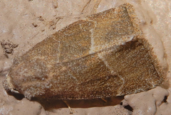 Plagiomimicus spumosum