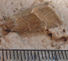 Plagiomimicus spumosum