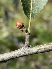 Callirhytis perditor