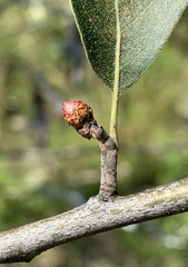 Callirhytis perditor