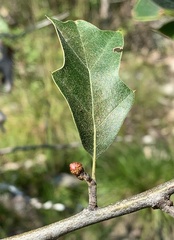Callirhytis perditor