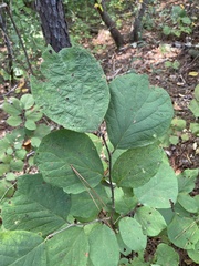 Styrax grandifolius