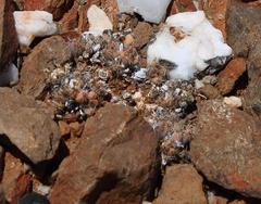 Trichodiadema marlothii