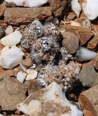 Trichodiadema marlothii