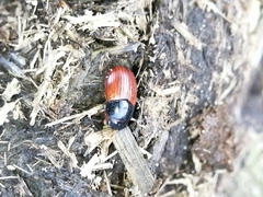 Aphodius pedellus