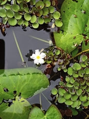 Nymphoides hydrophylla