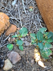 Euphorbia ecklonii