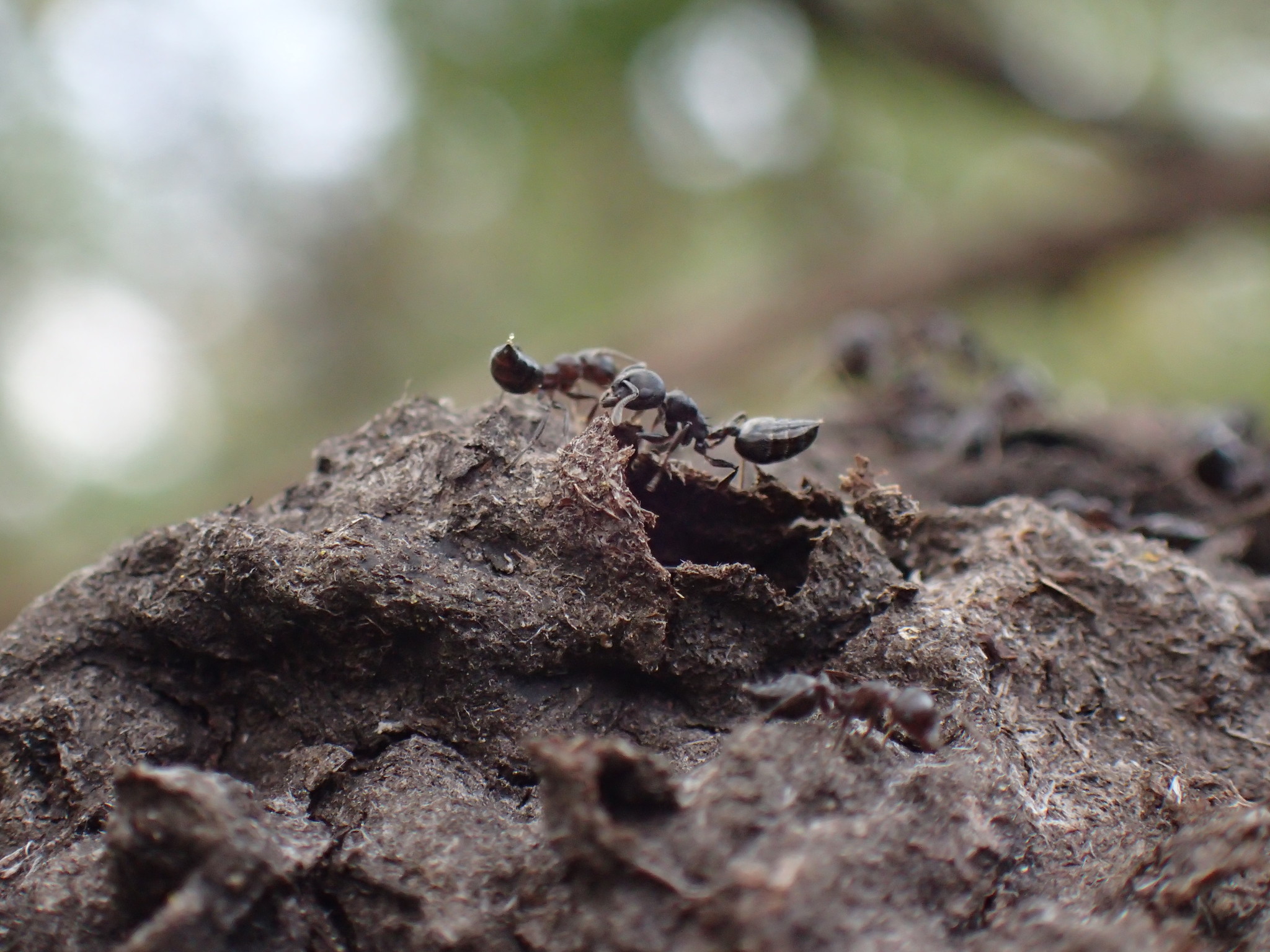 Crematogaster peringueyi gedeon