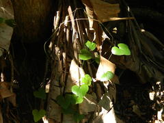 Dioscorea sylvatica sylvatica