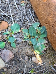 Euphorbia ecklonii