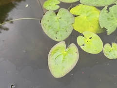 Nymphoides hydrophylla