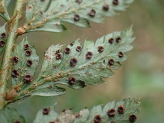 Polystichum transvaalense