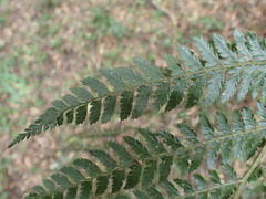 Polystichum transvaalense