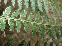 Polystichum transvaalense