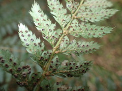 Polystichum transvaalense