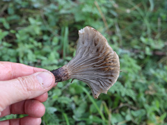 Gomphidius maculatus