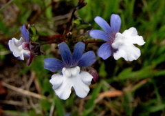 Nemesia affinis
