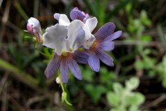 Nemesia affinis