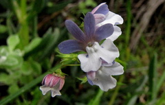 Nemesia affinis