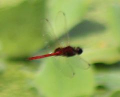 Tauriphila australis