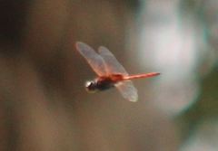 Tauriphila australis