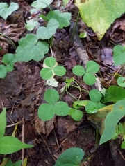 Trifolium stoloniferum