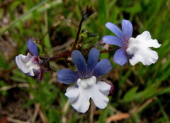 Nemesia affinis
