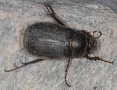 Aplidia transversa cretica