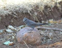 Curruca subcoerulea subcoerulea