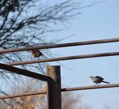 Curruca subcoerulea subcoerulea