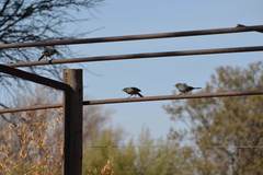 Curruca subcoerulea subcoerulea