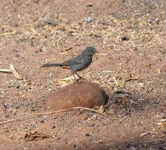 Curruca subcoerulea subcoerulea