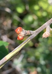 Callirhytis perditor