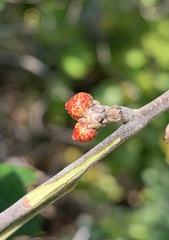 Callirhytis perditor