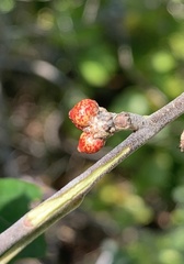 Callirhytis perditor