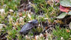 Anabrus simplex