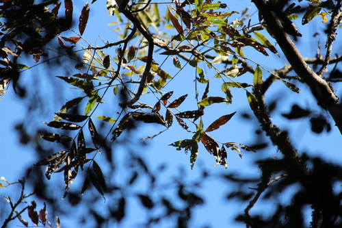 Image of Zanthoxylum davyi by (c) Mahomed Desai, some rights reserved (CC BY)