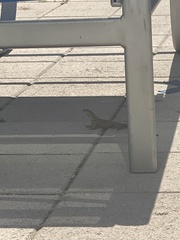 Leiocephalus carinatus