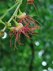 Barringtonia acutangula