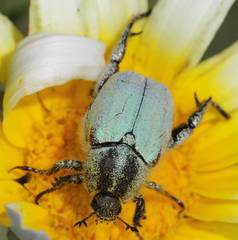 Hoplia bilineata