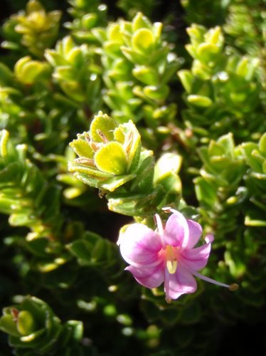 Hex Smellyleaf (Phyllosma barosmoides)