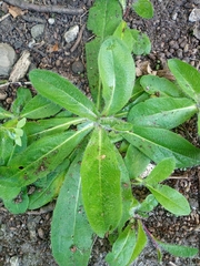Pilosella aurantiaca