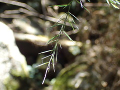 Asparagus ramosissimus
